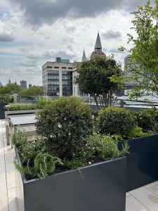 two anthracite grey metal cube planters on a london roof top with green plants growing inside