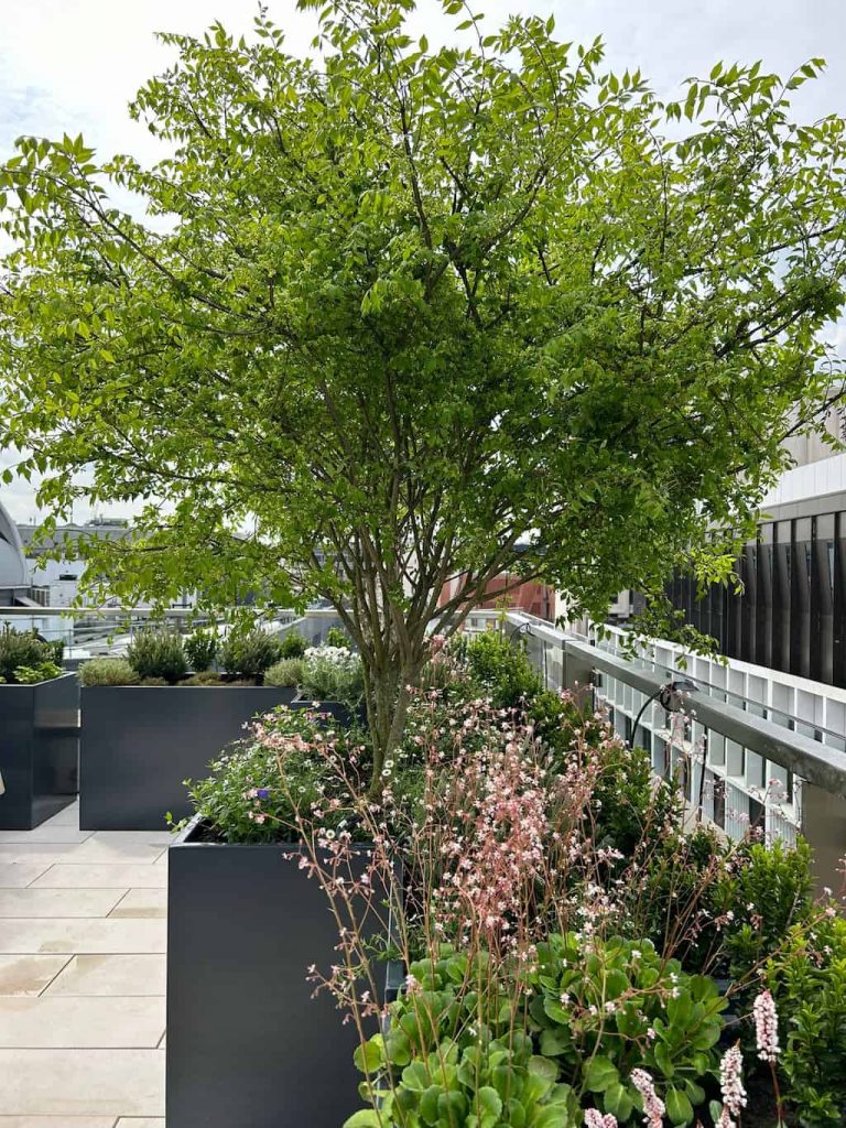 anthracite grey metal planter on an outdoor rooftop with a green tree growing inside