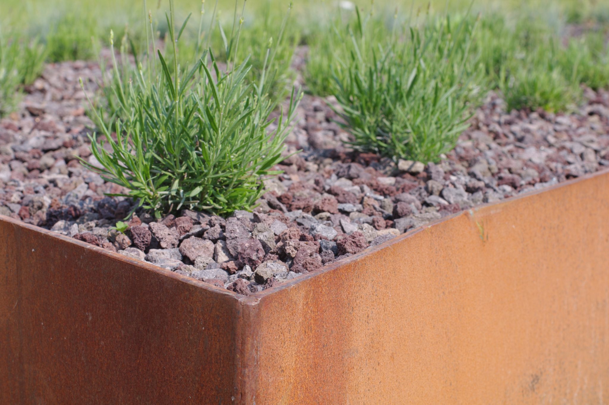 Corten steel edging holding slate mulch and lavender in a planted border