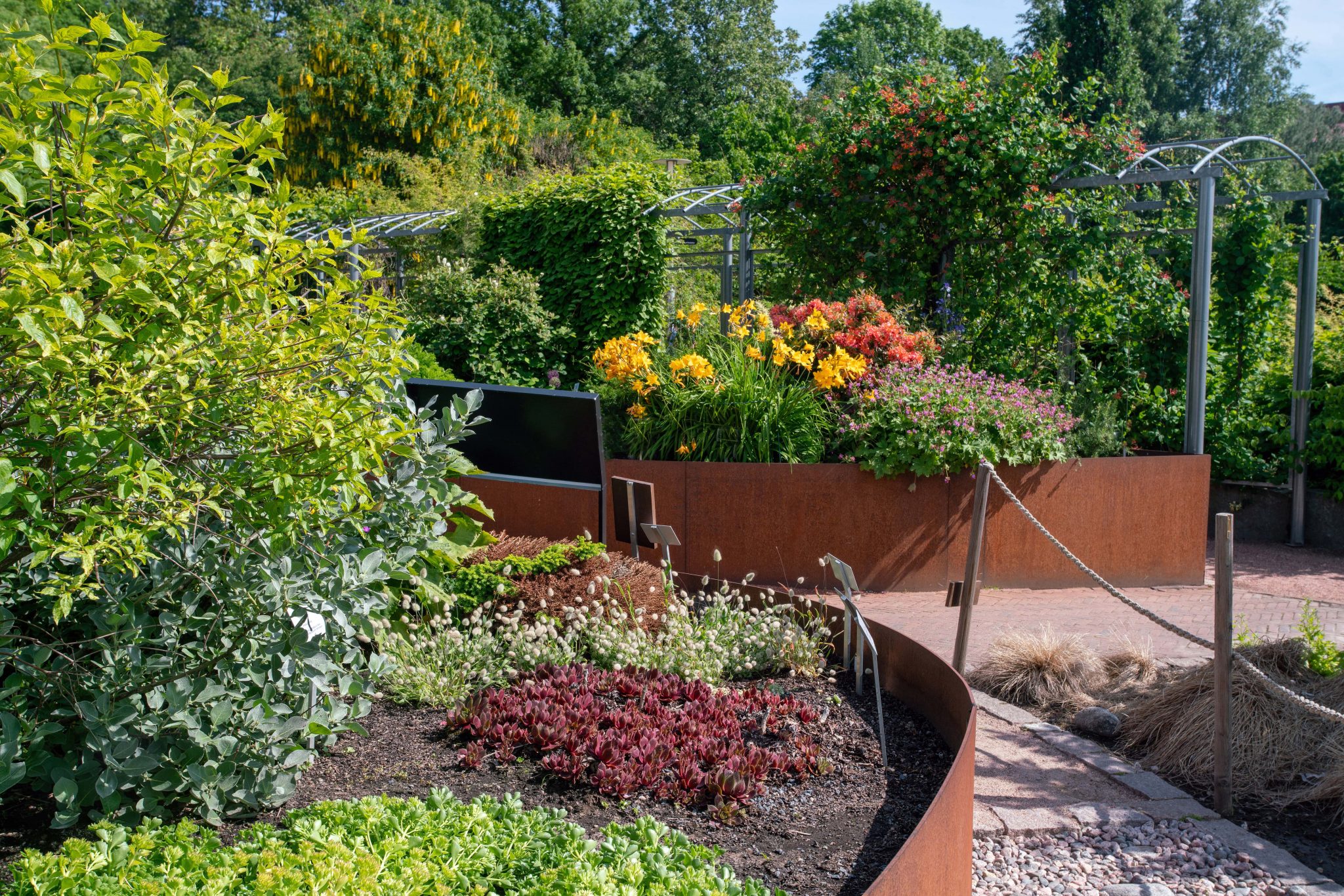 Corten steel raised flower beds planted with perennials beside a brick path