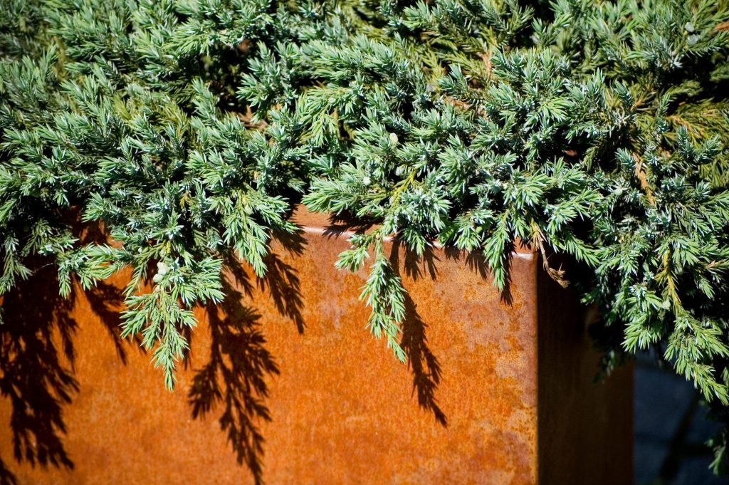 Corten steel planter with trailing juniper foliage