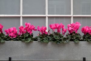 galvanised metal window trough planter with pink flowers growing inside