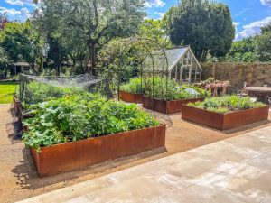 six corten steel raised beds in a vegetable garden on top of gravel with green plants growing inside and an arch in the centre