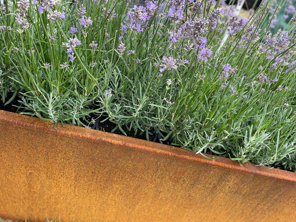 corten steel trough with an orange patina and lavender growing inside