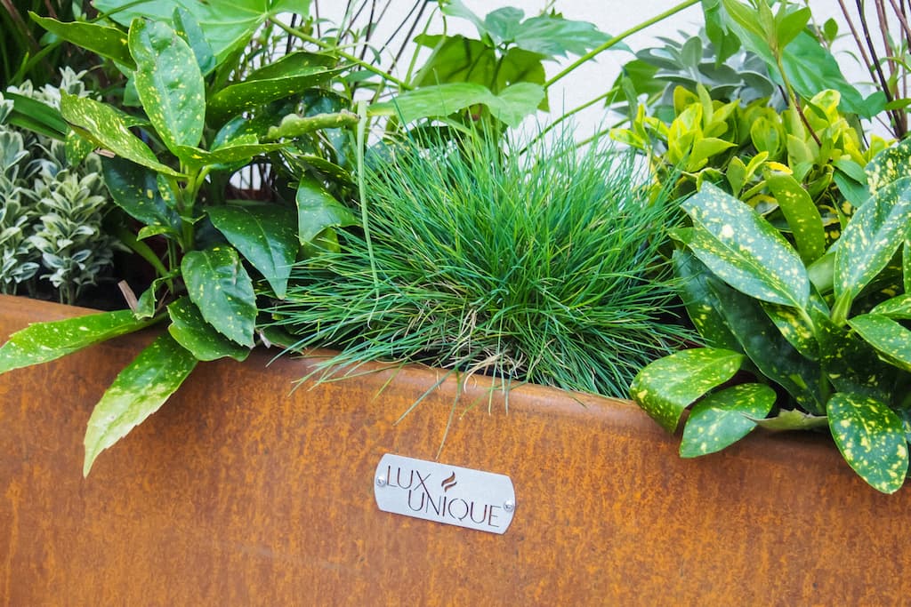green plants growing inside a corten planter with an oranage patina and a lux unique branded bade of the front