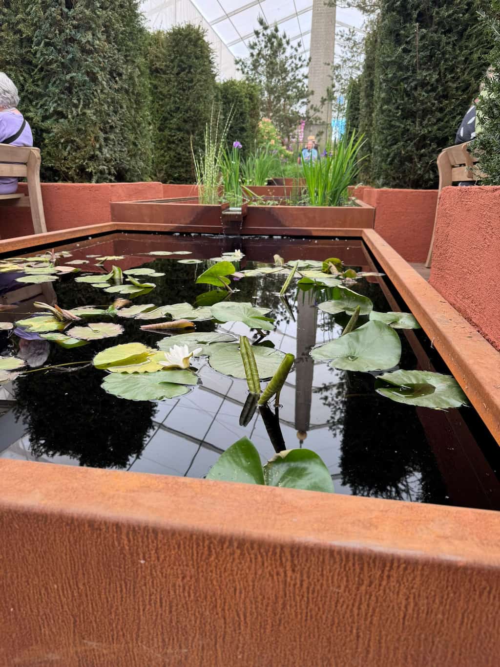RHS chelsea 2025 corten water feature 3 A corten steel water pond full of water with green plants growing inside and leaves floating on the top at the RHS Chelsea