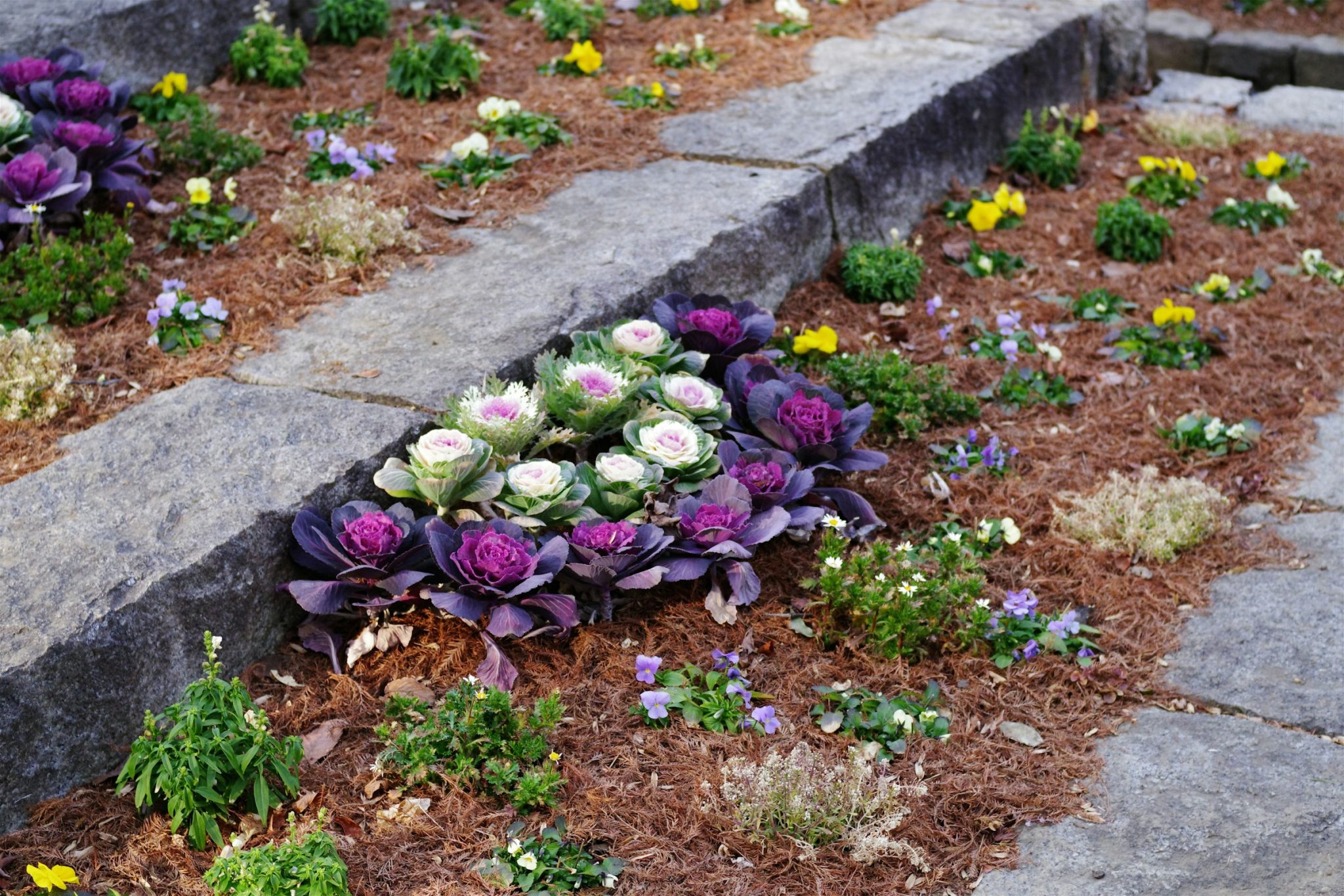 Granite sett border alongside a planted bed of ornamental cabbages