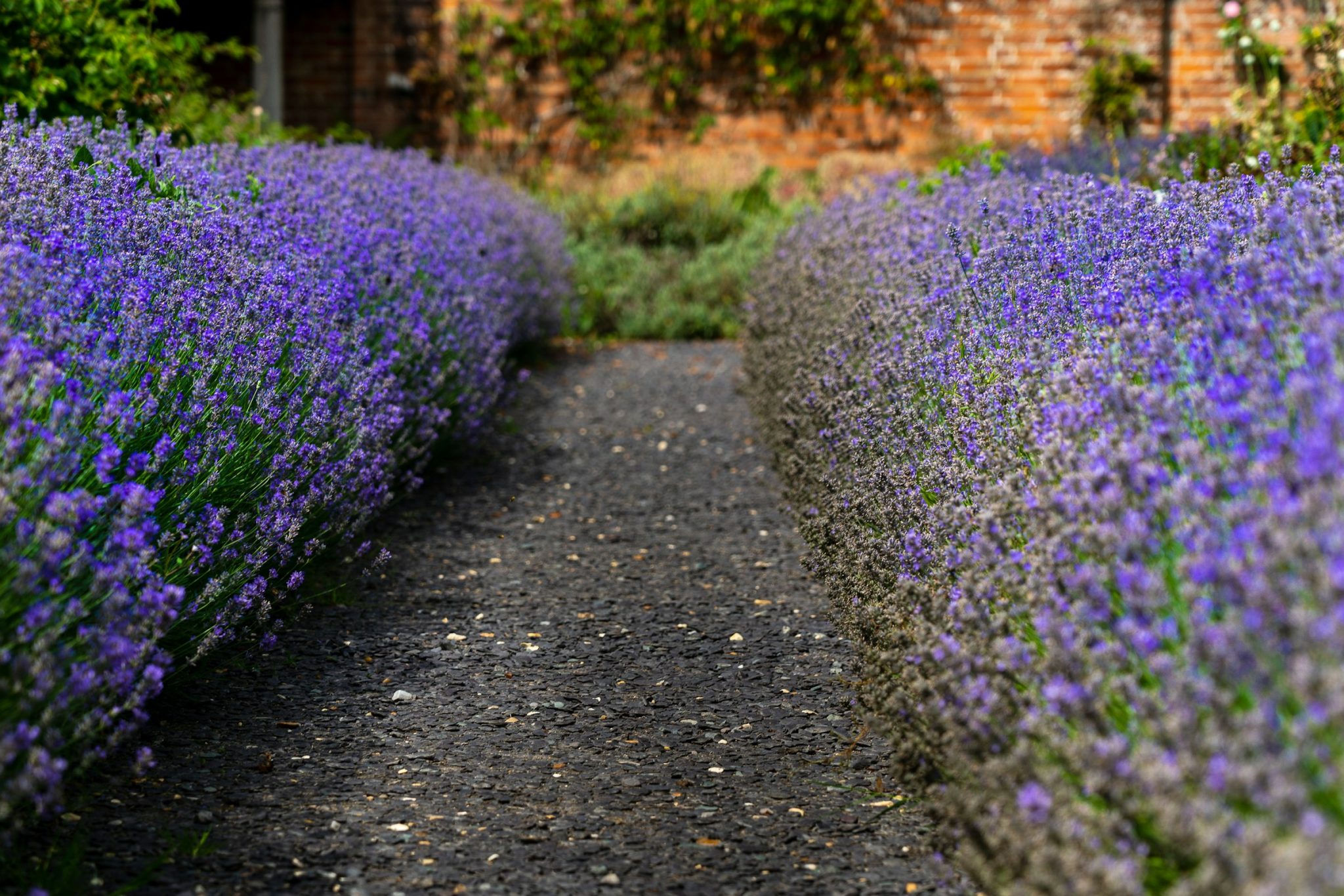 Lavender edging both sides of a gravel path against a brick garden wall