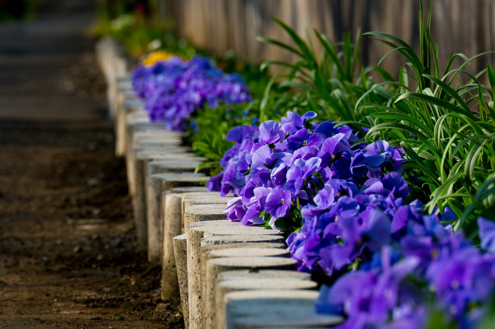 Log roll edging a border of purple flowers beside a soil path