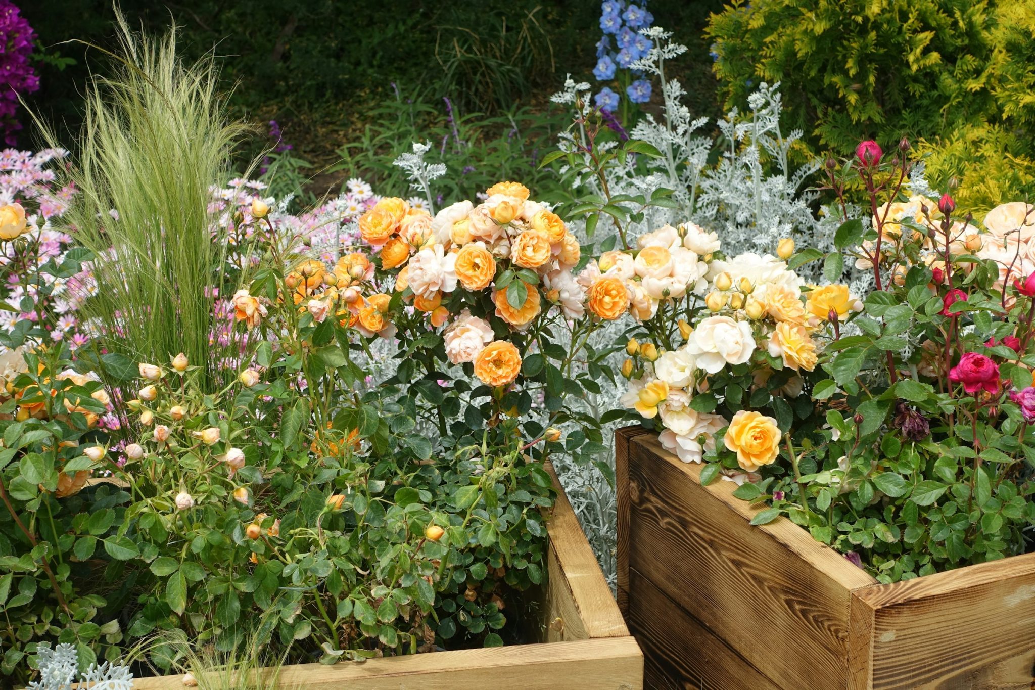 Timber sleepers framing a cottage flower bed of roses and ornamental grasses