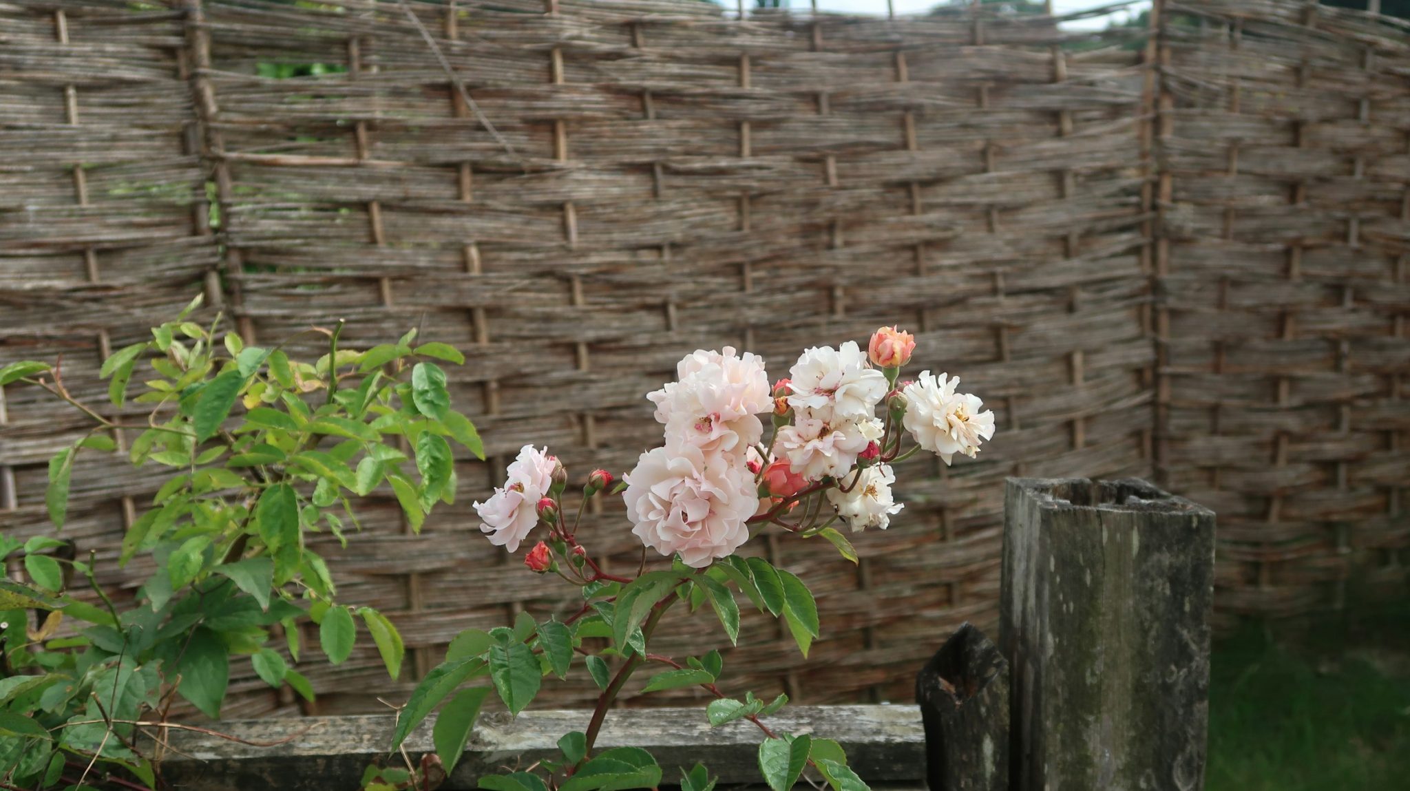 Woven willow hurdle behind pale roses in a cottage garden border